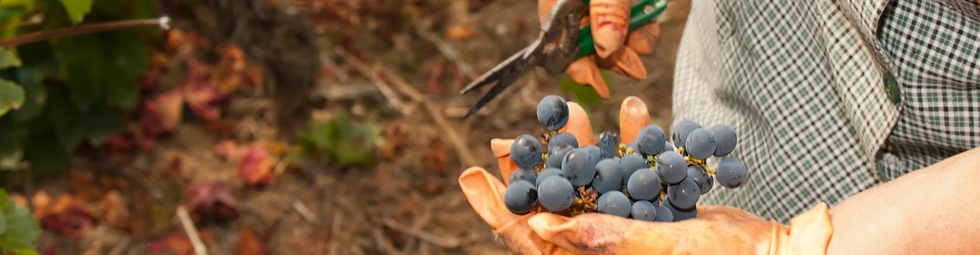 Participation aux vendanges